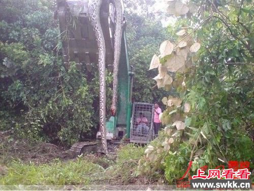 140岁金色蛇精