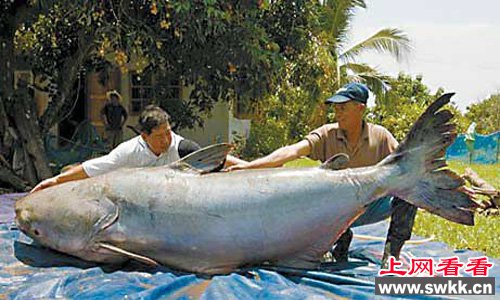 世界上最大的淡水鱼湄公河巨型鲶鱼