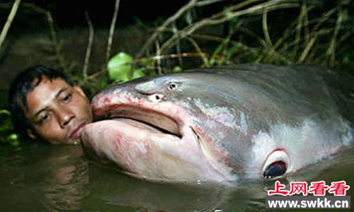 湄公河巨型鲶鱼头大如斗体态如牛