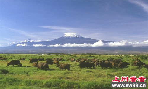 风吹草地见牛羊巴西高原版