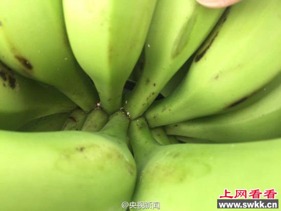 60吨香蕉被销毁 货值3万7千美元