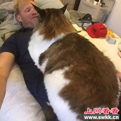 世界上最大的猫Samson