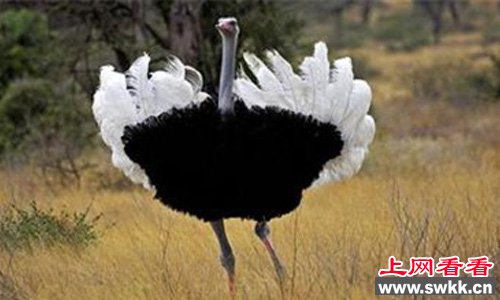 世界上最大的鸟鸵鸟