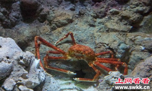 被关在水族馆中供人参观的杀人蟹