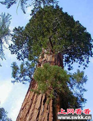 世界上最大的树雪曼将军树