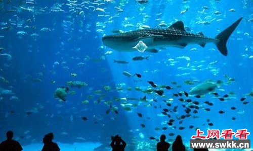 乔治亚水族馆中海洋展馆