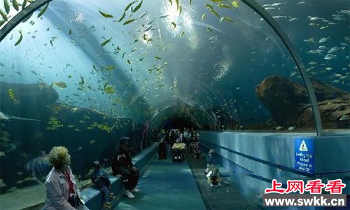 世界上最大的水族馆乔治亚水族馆