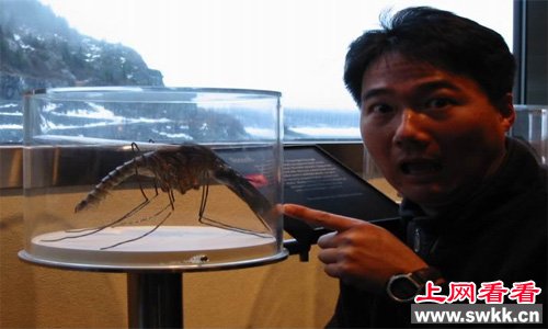 在东京博物馆展出的世界上最大的蚊子