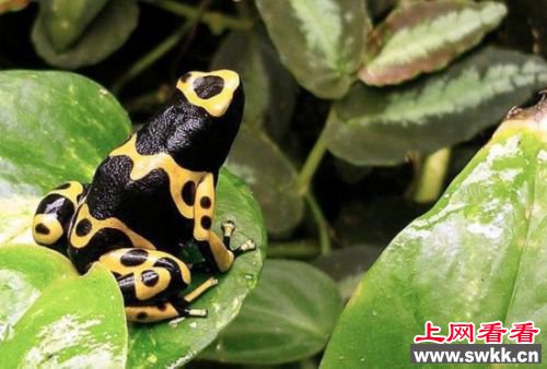 北京查获箭毒蛙 一只蛙足以毒死20000只老鼠