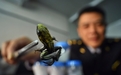 北京查获箭毒蛙 一只蛙足以毒死20000只老鼠