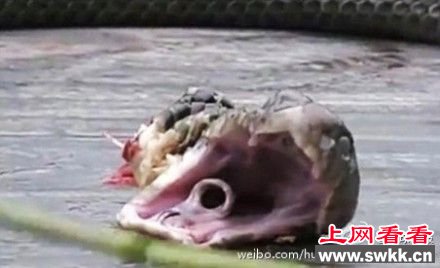 男子砍下眼镜蛇头 蛇头跃起将其咬伤险丧命