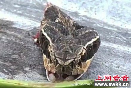 男子砍下眼镜蛇头 蛇头跃起将其咬伤险丧命
