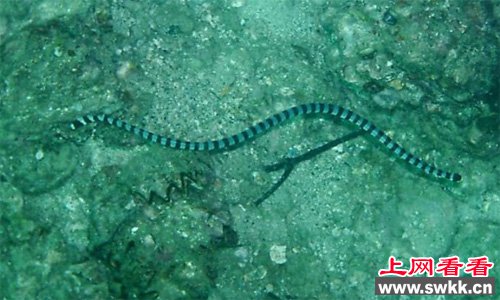 小小的贝氏海蛇却是最致命的存在