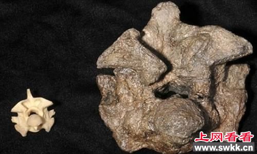 水莽的椎骨(左)与最新发现的蟒蛇化石椎骨(右)对比