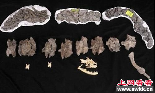 全世界发现最大的蛇化石