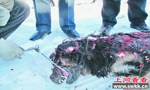 血腥惨剧！6岁女童被藏獒咬断气管身亡