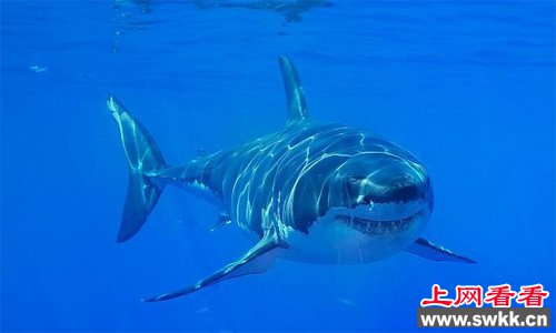 世界上最大的鲨鱼大白鲨
