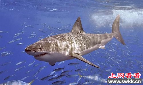 大白鲨巨大的身形和尖利的牙齿给人一种无形的压力