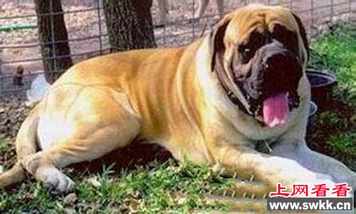 全世界体型最大的狗凯尔