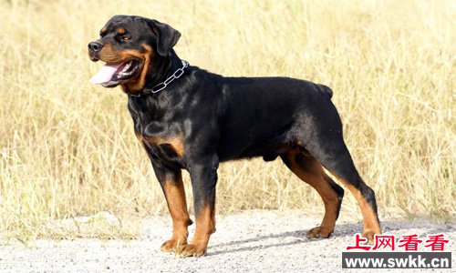全世界咬力最强的犬罗威纳犬