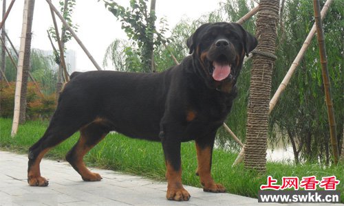 强壮勇猛的罗威纳犬