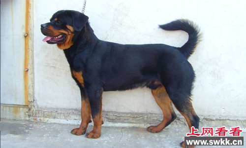 温顺忠诚的罗威纳犬