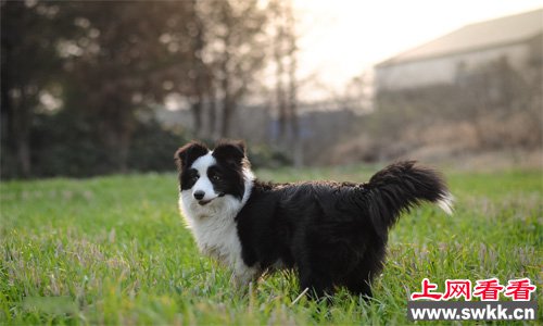 全世界智商最高的狗边境牧羊犬