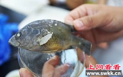 大别山现绿太阳鱼