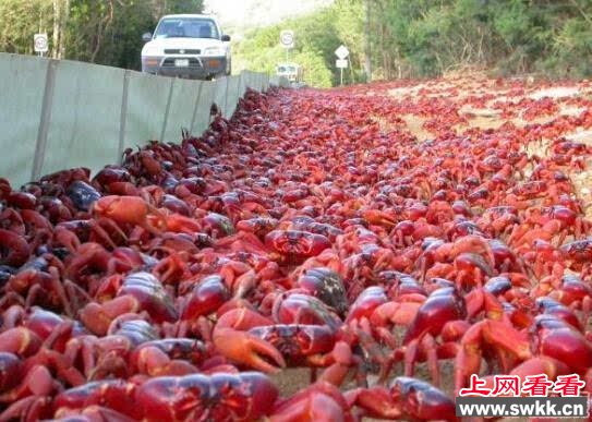大别山现绿太阳鱼