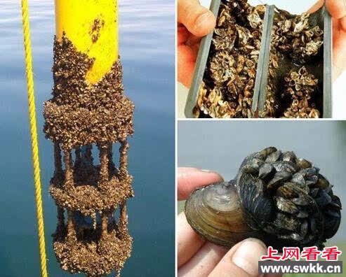 大别山现绿太阳鱼