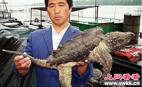 大别山现绿太阳鱼