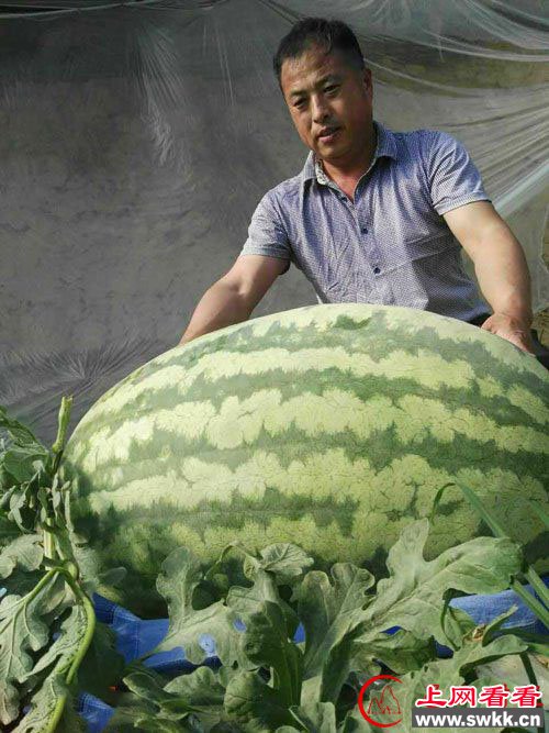 大兴种出超大西瓜