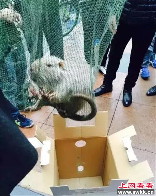 大学抓到巨鼠