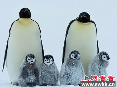 帝企鹅群相拥取暖