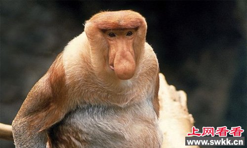 全世界最丑的动物长鼻猴