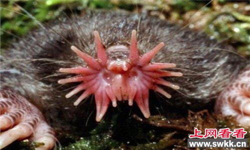 全世界最丑的动物星鼻鼹鼠