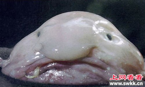 全世界最丑的动物水滴鱼