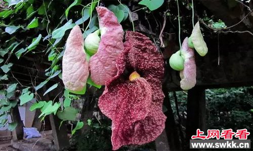 全世界最丑的花巨花马兜铃