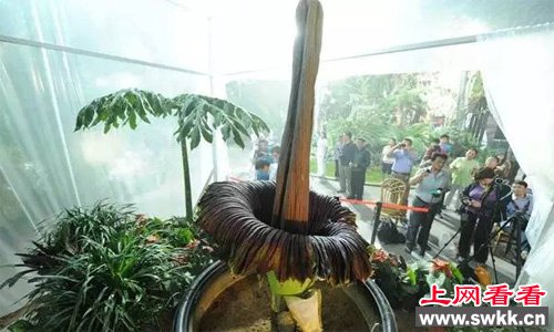 全世界最丑的花尸臭花