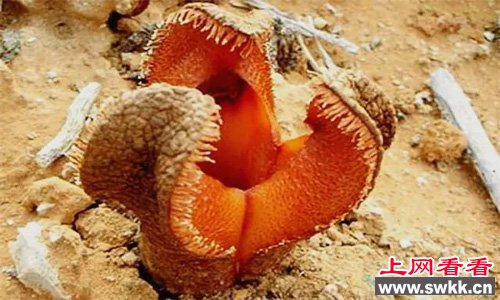 全世界最丑的花非洲白鹭花