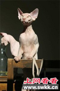 全世界最丑的猫加拿大无毛猫