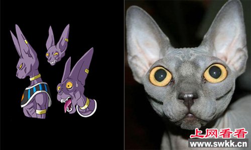 加拿大无毛猫与破坏神比鲁斯