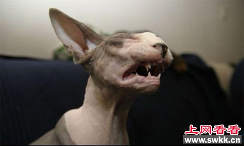 加拿大无毛猫丑哭了