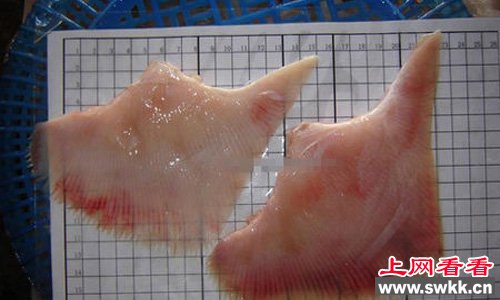 全世界最臭的食物鳐鱼片