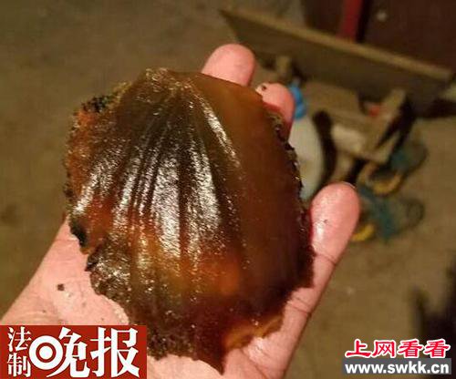 发现80公斤太岁