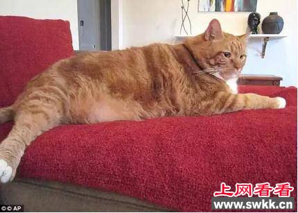肥猫3年减重23斤