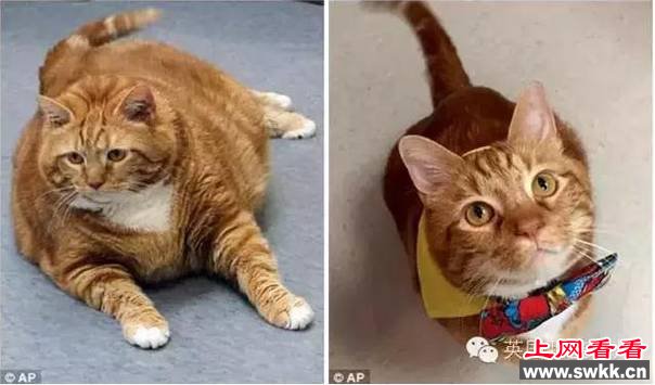 肥猫3年减重23斤
