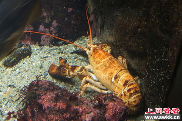 美洲螯龙虾生活在大西洋的北美洲海岸