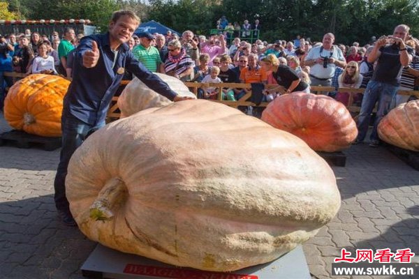 全世界最大的南瓜重达一吨
