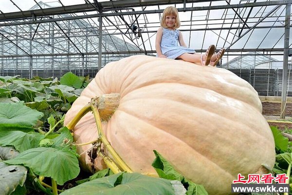 贝尼迈耶的女儿和他的南瓜